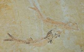 Leptolepides sprattiformis (BLAINVILLE 1818) - Bild © FossNet FossilienStore